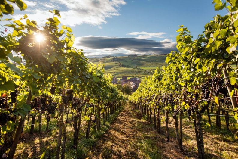 Switzerland vineyrds ina utumn- Herbstsonntage festival in schaffhausen