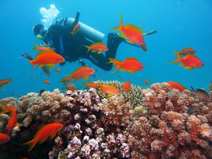 Scuba diving Spain-Marine life