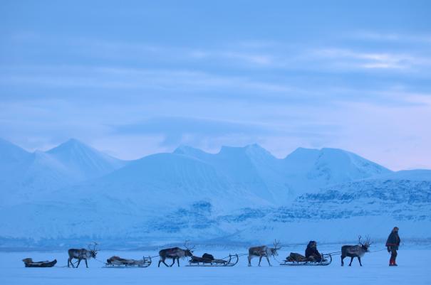 Reindeer sledding in Northern Sweden winters.
